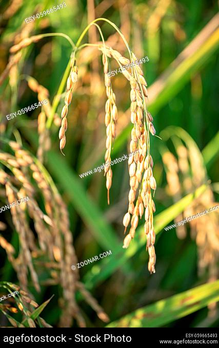 Close up of golden ear of rice getting ripe on paddy rice field, North Italy