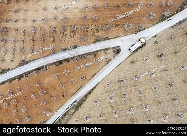 Country road amidst cultivated almond trees (Prunus dulcis) in full blossom in February. Aerial view. Drone shot. Almería province, Andalusia, Spain