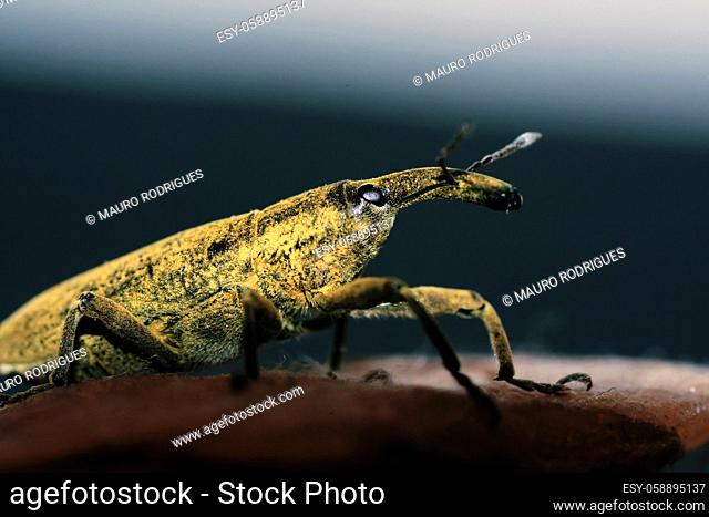 Macro view of a weevil insect isolated on a rock