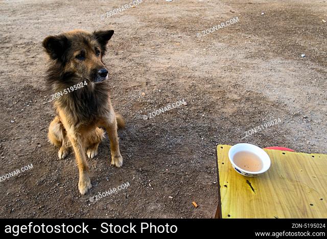 Begging dog, Shwe Nyaung, Myanmar, Asia