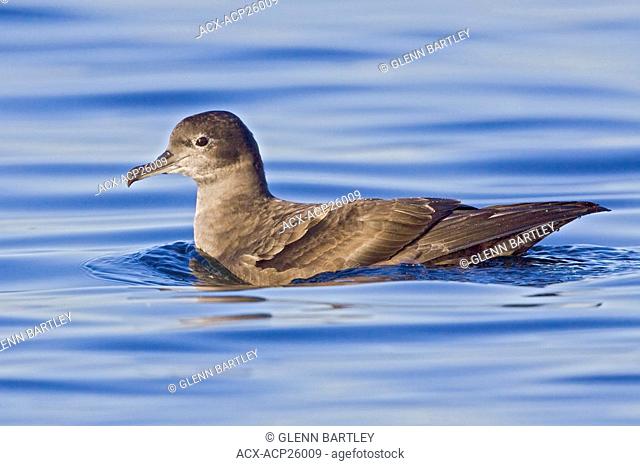 Sooty Shearwater Puffinus griseus swimming on the ocean near Victoria, BC, Canada