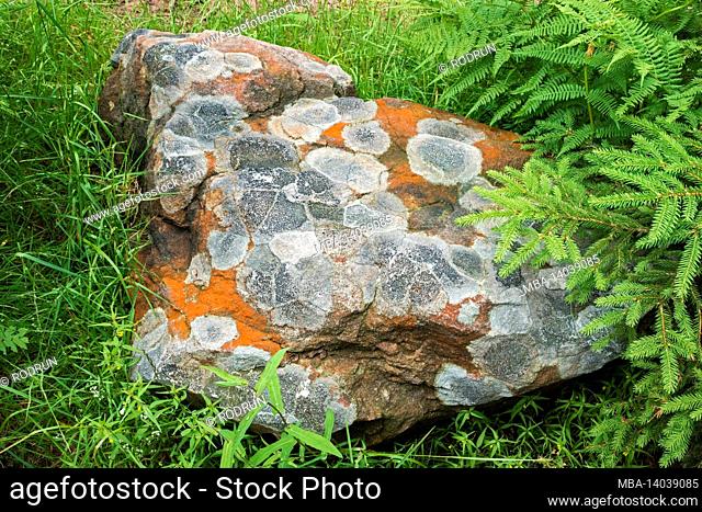 germany, baden-wuerttemberg, seebach, lichen on red sandstone on the hornisgrinde in the black forest