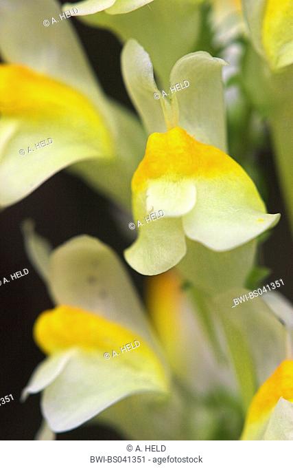 common toadflax, yellow toadflax, ramsted, butter and eggs (Linaria vulgaris), inflorescence; detail, Germany, Baden-Wuerttemberg