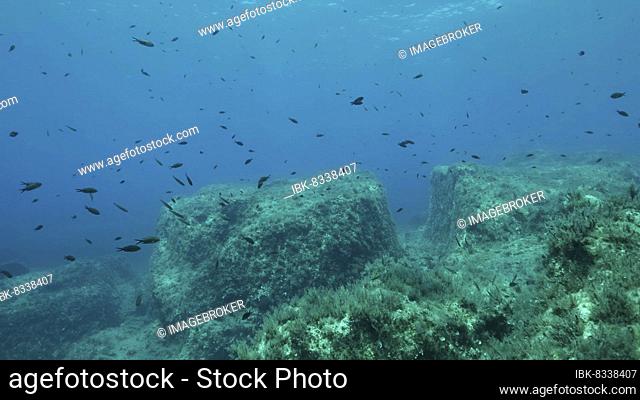 Rocky seabed covered with Brown Seaweed (Cystoseira) . Mediterranean underwater seascape. Mediterranean Sea, Cyprus, Europe