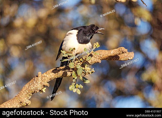 Europe, Spain, Castile, Penalajo, Magpie (Pica pica), perched on a branch