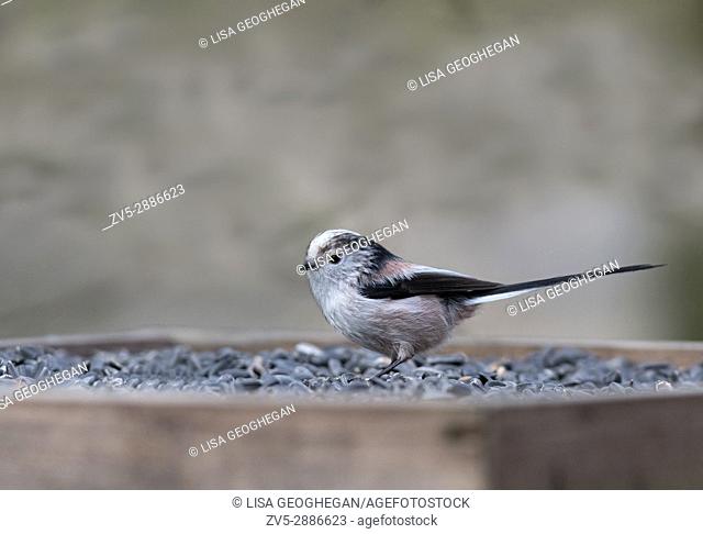 Long-tailed Tit- Aegithalos caudatus. Spring. Uk