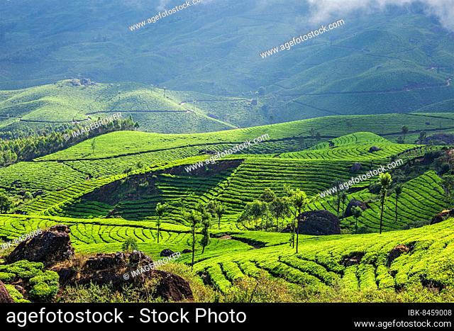 Kerala India travel background, green tea plantations in Munnar with low clouds, Kerala, India, tourist attraction, Asia