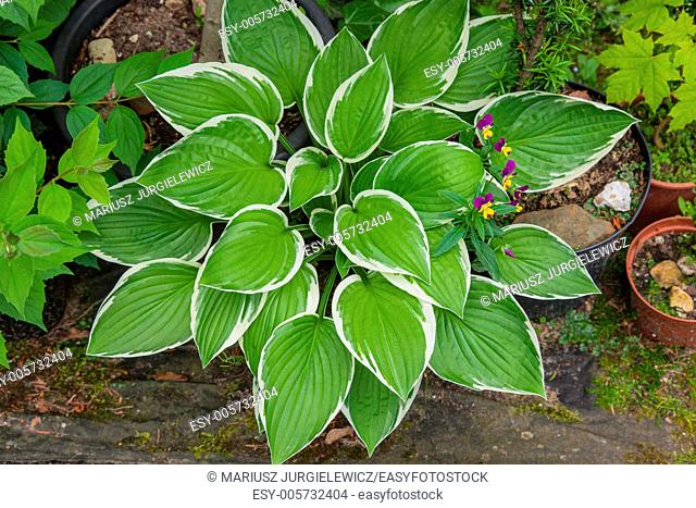 Hostas are widely cultivated as shade-tolerant foliage plants