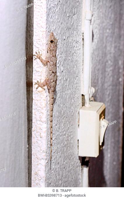 African house gecko (Hemidactylus mercatorius), sits next to a light switch, Madagascar, Ankifi