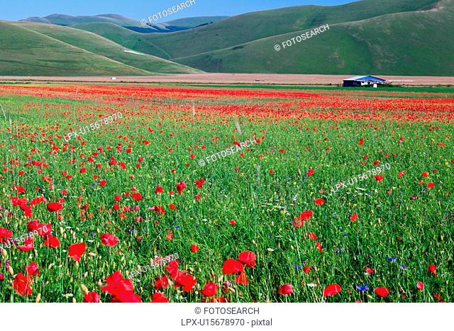 View of mountain meadow of Piano Grande on sunny springtime afternoon, with fields of flowering red poppies, farming sheds beyond, and surrounding mountains