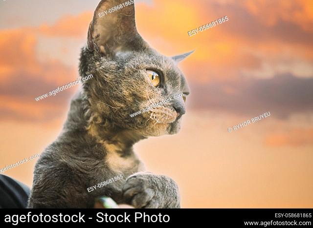 Young Gray Devon Rex Kitten On Sunset Sky Background. Short-haired Cat Of English Breed. Summer Sunset Sunlight. Close Up Portrait