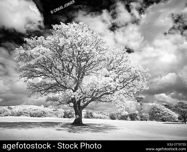 An infrared image of a tree at Glyn Neath Golf Club at Pontneddfechan, Powys, South Wales