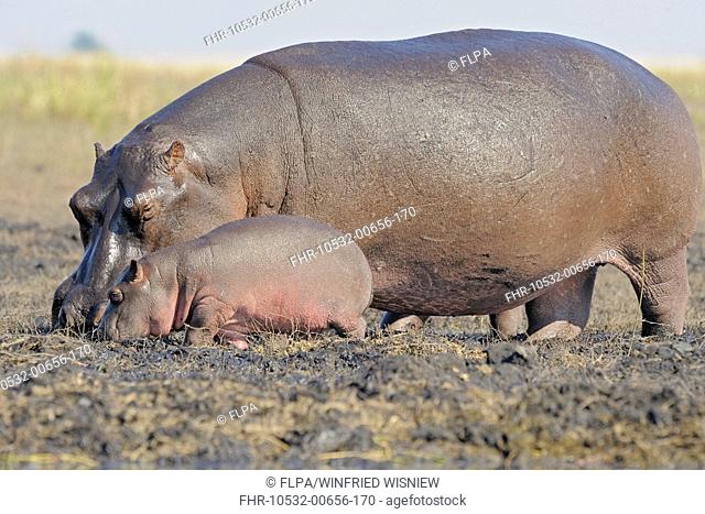 Hippopotamus Hippopotamus amphibius mother and calf, foraging on mud, Chobe N P , Botswana