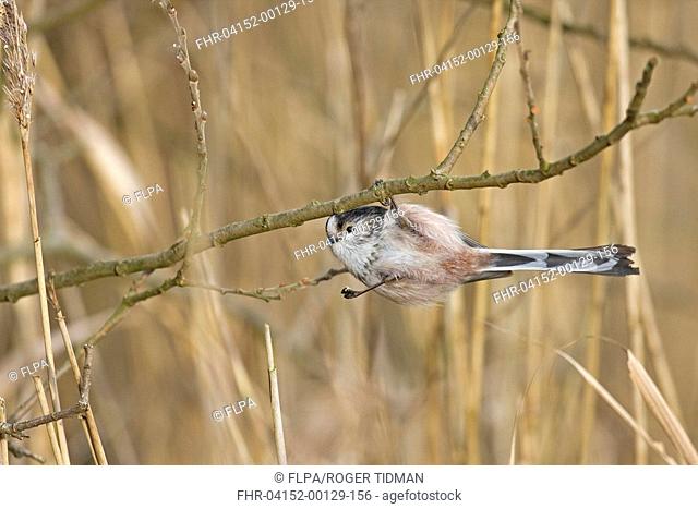 Long-tailed Tit Aegithalos caudatus adult, feeding, in reedbed, hanging from twig by one foot, Norfolk, England, winter