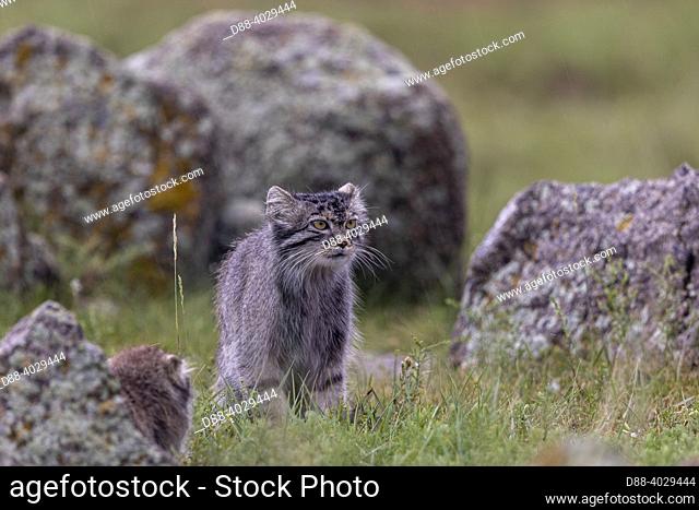 Asia, Mongolia, East Mongolia, Steppe area, Pallas's cat (Otocolobus manul), Female adult on a rock