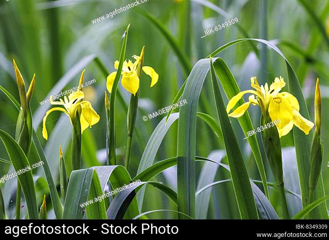 Marsh iris (Iris pseudacorus), Germany, Europe