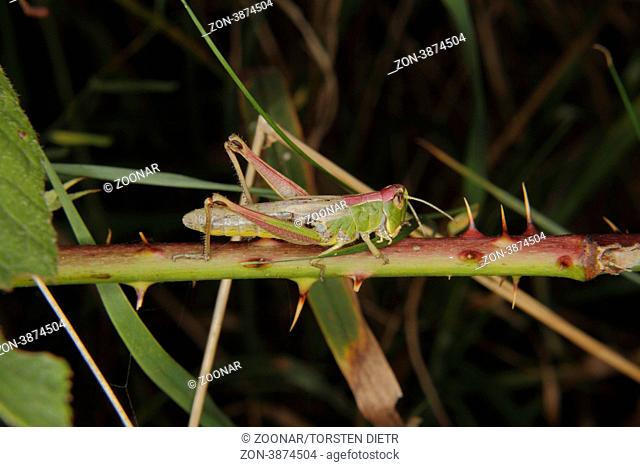 Field grasshopper Chorthippus parallelus on a leaf, Gemeiner Grashüpfer Chorthippus parallelus auf einem Blatt