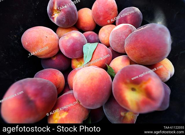 RUSSIA, KHERSON REGION - AUGUST 17, 2023: Peaches harvested in the village of Chaplinka. Alexei Konovalov/TASS
