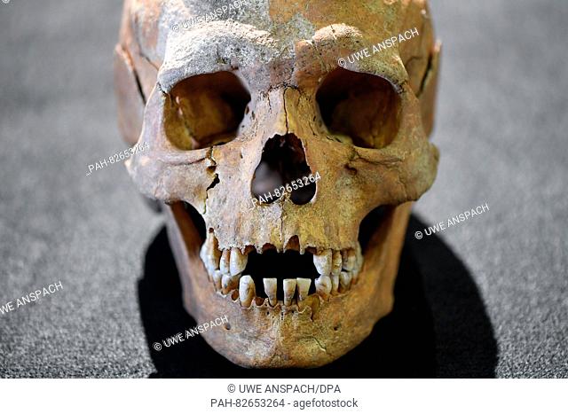 A human skull that was found in the ancient monastery, lay in a monastery on a table in Lorsch, Germany, 10 August 2016. Lorsch Abbey is presenting an...
