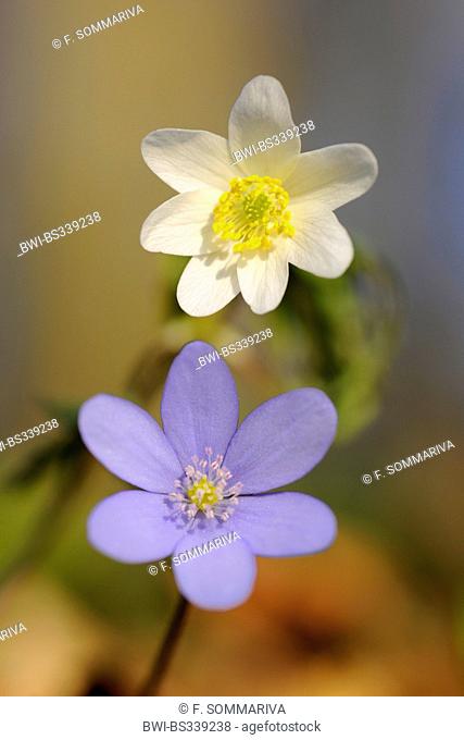 hepatica liverleaf, American liverwort (Hepatica nobilis), flower of liverwort together with a flower of Anemone nemorosa, Germany