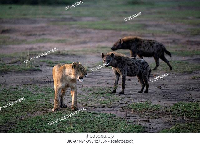 African Lion female attacking Hyena