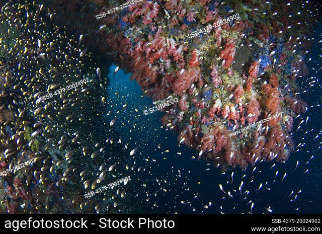 A school of Glassfish, Ambassis sp., inside a small dark cavern, with many soft corals, Dendronepthya sp., Taliabu Island, Sula Islands, Indonesia