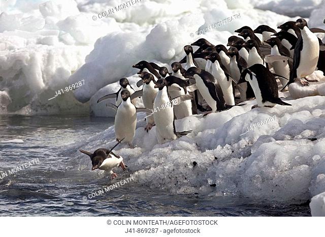 Adelie penguins diving off beach, Possession Islands, northen Ross Sea