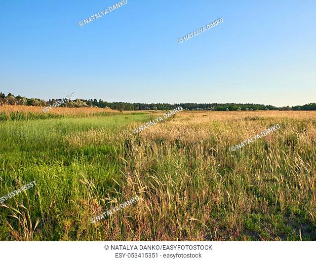 wild steppe on a summer day, Ukraine, Kherson region
