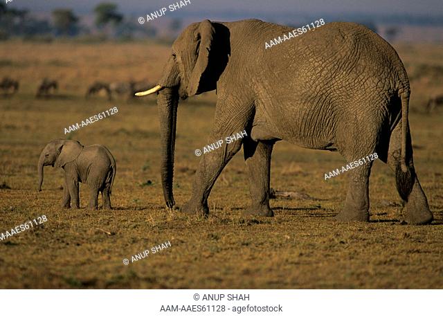 African Elephant w/ 1 wk old calf (Loxodonta africana) Maasai Mara NR, Kenya