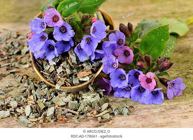 Common Lungwort, fresh and dried, Pulmonaria officinalis