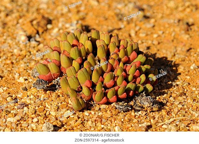 Cheiridopsis sp. im Habitat, kissenbildende Zwergform, Aizoaceae, Mesembs, Goegap Naturreservat, Namakwaland, Südafrika / Cheiridopsis sp