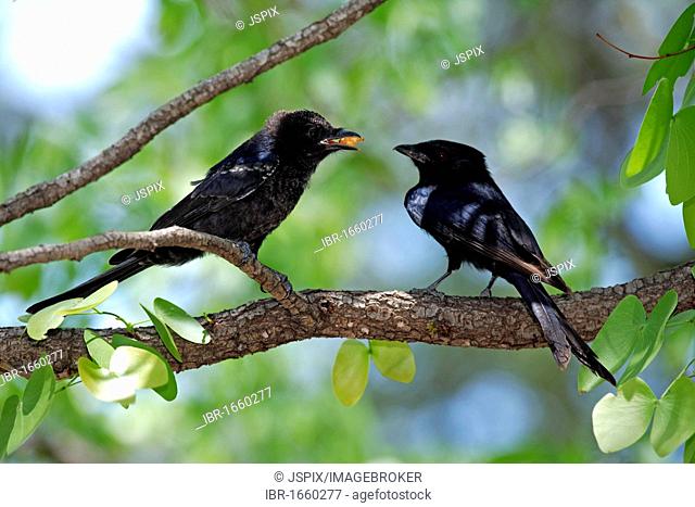 Drongo (Dicrurus adsimilis), adult feeding young in a tree, Kruger National Park, South Africa, Africa