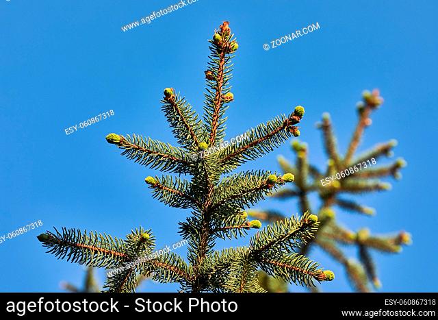 Fresh green buds on a pine tree