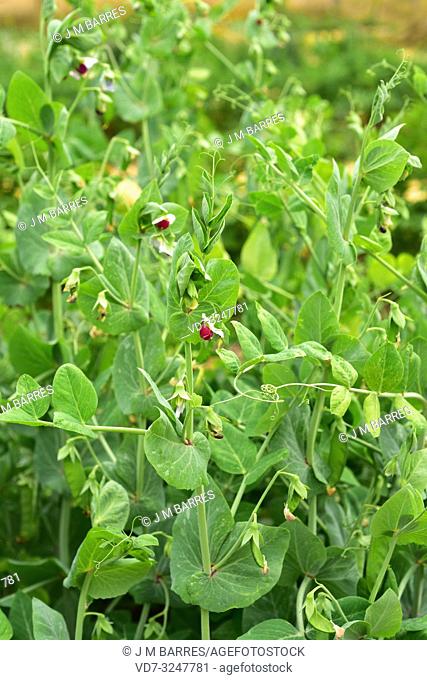 Snow pea or mangetout (Pisum sativum saccharatum) is an annual herb cultivated for its edible unripe fruits. Flowers and fruits detail