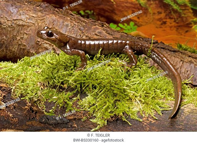 Northwestern salamander (Ambystoma gracile), on mossy bark