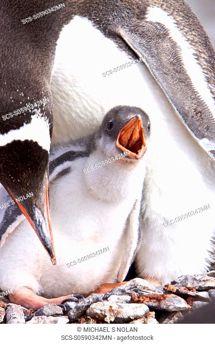 Adult Gentoo penguin Pygoscelis papua with chick in Antarctica The Gentoo Penguin is one of three species in the genus Pygoscelis It is the third largest of all...