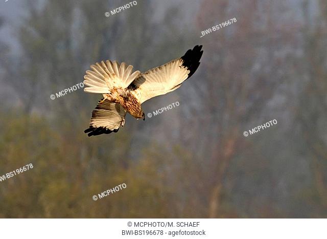 western marsh harrier (Circus aeruginosus), flying, Germany, Baden-Wuerttemberg