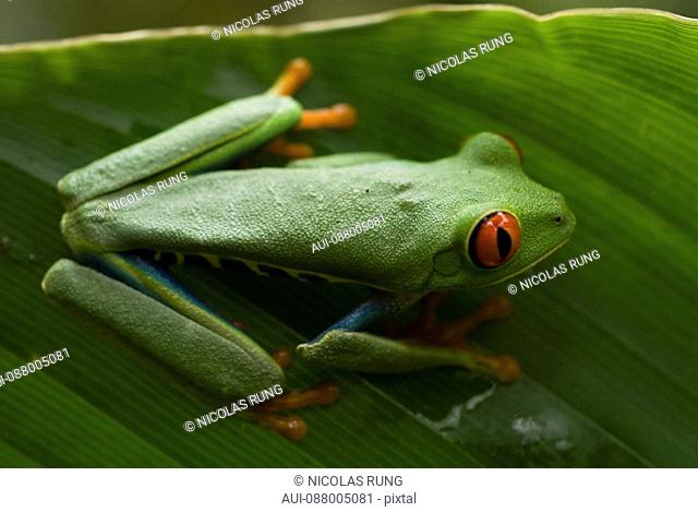 Red eyes tree frog - Tortuguero