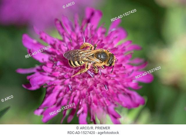 great banded furrow-bee, honey bee-sized halictus, Scabiosa, natural park Frau-Holle-Land, Lower Saxony, Germany, Halictus scabiosae