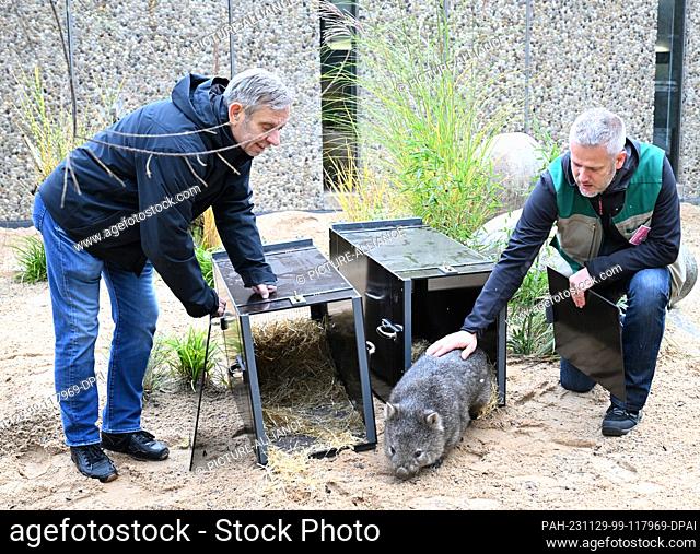 29 November 2023, Baden-Württemberg, Stuttgart: Wilhelma Director Thomas Kölpin (l) and his deputy Volker Grün release two naked-nosed wombats into their new...