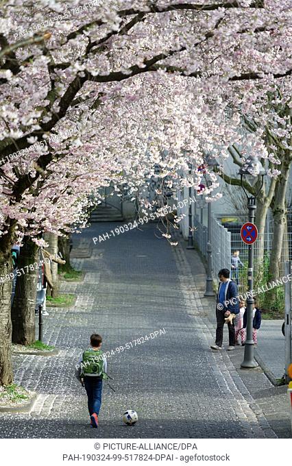 20 March 2019, North Rhine-Westphalia, Köln: The cherry trees bloom splendidly in Maxstraße. Japanese flower cherries can also be found in other cities
