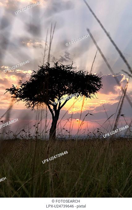 Sunrise on the Mara: single acacia seen through long dry grass, silhouetted with rising sun and skyscape, Maasai Mara, Kenya
