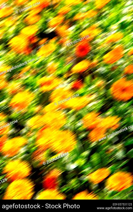blur in the spring colors  flowers and  garden