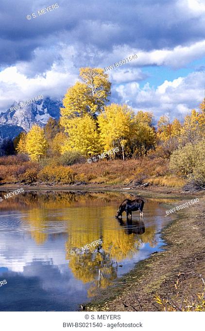ShiraÆs, Shiras, Yellowstone moose, Shiras Bull Moose (Alces alces shirasi, Alces shirasi), cow moose feeding aquatic plants, side view, USA, Wyoming