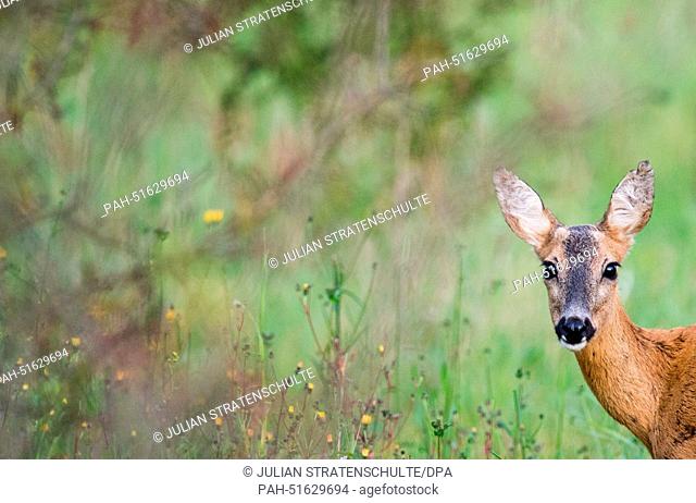 A roe deer (Capreolus capreolus) stands next to a country lane at dusk near Sehnde, Germany, 03 September 2014. Photo: JULIAN STRATENSCHULTE/DPA | usage...