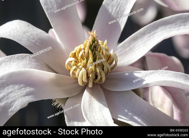 Flower of star magnolia (Magnolia stellata), Baden-Württemberg, Germany, Europe