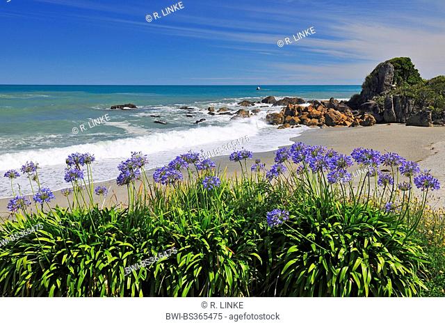 African lily (Agapanthus spec.), beach with flowers in summer, New Zealand, West Coast, Fox River