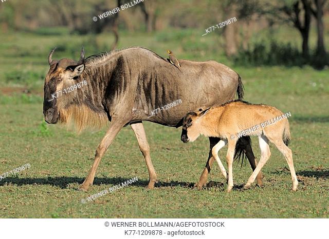 Brindled Gnu/Wildebeest (Connochaetes taurinus), female with calf and Yellow-Billed Oxpecker (Buphagus africanus), Tanzania