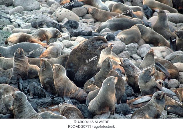 Northern Fur Seals bull with harem St George Pribilof Islands Alaska USA Callorhinus ursinus