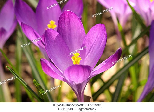 Blooming springtime purple crocus flowers